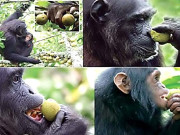 انسانوں کی طرح بن مانس بھی پھل کا انتخاب انہیں سونگھ کر کرتے ہیں تحقیق