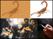 بچھو کا زہر ہے یا ہیروئن۔۔۔۔۔۔