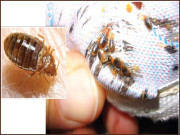 کھٹملوں سے تنگ ہیں