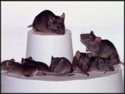 پشاورمیں چوہوں کے کاٹنے سے مزید 23 افراداسپتال پہنچ گئے