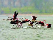 بدلتی رتوں کے سفیر ’’ مہاجر پرندے‘‘