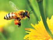 کامیاب زندگی کے اسباق جو ہم دوسری مخلوقات سے سیکھ سکتے ہیں  