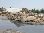 غریب مرتے رہے اور گندم منہ تکتی رہی