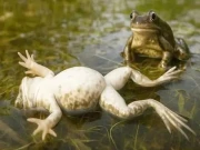 ناپسندیدہ نروں سے بچنے کیلئے مادائیں مینڈکوں کی عجیب و غریب حرکت