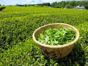 گزشتہ برس 31ارب کی چائے اور 19کروڑ روپے کی گرین ٹی برآمد کی گئی