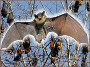  آسٹریلوی قصبے پر چمگادڑوں کا قبضہ  مکین گھروں میں محصور