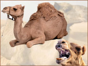 دن بھر دُھوپ میں بٹھانے کی سزا اونٹ نے مالک کو ہلاک کردیا