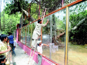 چڑیا گھر سفیدشیر اور بنگال ٹائیگرکو دیکھنے کیلیے شہری امڈ پڑے 