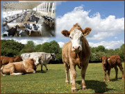 مویشیوں کے ’’مُلک‘‘  رقبے کے لحاظ سے دنیا کے سب سے بڑے کیٹل فارمز