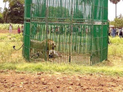  انسانوں کو ہلاک کرنے کا الزام  بھارت میں ایک دو نہیں 18 شیر زیر حراست