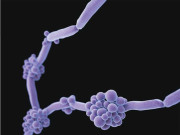 جراثیم بنے ہارڈ ڈرائیو ۔ ۔ ۔ ۔ ۔ ۔