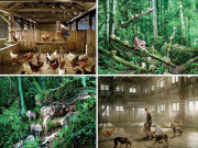 انسانوں کو پالا حیوانوں نے   بچے جو جانوروں کے ساتھ پلے بڑھے