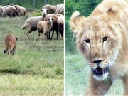 روس میں شیرنے بکریوں کی حفاظت کرناشروع کردی