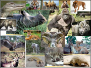 کرۂ ارض سے ریڑھ کی ہڈی والے جانوروں کی آدھی تعداد فنا ہوچکی