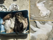 بلوچستان میں زہریلی مچھلی کھانے سے متعدد جانور ہلاک