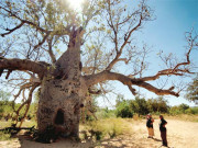 درختوں کے تنوں میں واقع انوکھی جیل۔۔۔حقیقت یا افسانہ