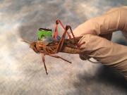 بارودی سرنگوں کا سراغ لگانے والے ’’سائی بورگ ٹڈّے‘‘