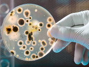 بیکٹیریا بجلی پیدا کریں گے