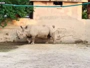 لاہور چڑیا گھر میں تنہائی کا شکار جانوروں کے جوڑے بنانے کا سلسلہ شروع