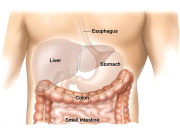 ’’غلیظ‘‘ لیکن مفید بیکٹیریا آنتوں کے انفیکشن کا علاج بن سکتا ہے   