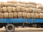 عالمی منڈی میں گراوٹ سے پاکستان میں بھی روئی کے دام گرگئے