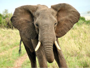 ایک ہاتھی جو ڈولتا ہی نہیں ’’بولتا‘‘ بھی ہے    