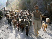 چترال دہشت گردوں کی قتل و غارت اور لوٹ مار