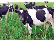 گائے بھینسوں کو خوش رکھیں اورکیلشیئم سے بھرپور دودھ پائیں