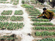 تھرپارکر میں سبزیاں اگانے کا آزمائشی منصوبہ کامیاب