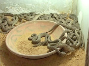 بائیو ٹیک لیبارٹری کے قیام کیلئے تا حال20کروڑ جاری نہیں کیے گئے 