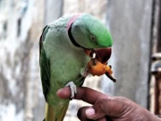 گھروں میں پالے گئے طوطوں کی ڈیکلیئریشن کی تاریخ میں ایک بار پھر توسیع