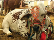 کراچی کی مویشی منڈی میں نیا تجربہ ویڈیو بلاگ