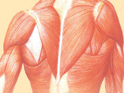 پٹھے جتنے طاقتور عمر اتنی لمبی