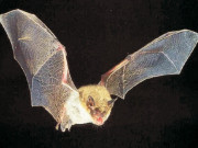 چمگادڑ سے ’’سارس‘‘ جیسا وائرس پھیلنے کا خطرہ 