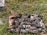 پشاور میں چوہوں کی بڑھتی تعداد کے خلاف ہائیکورٹ میں درخواست دائر