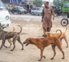 کراچی میں آوارہ کتوں کے بڑھتے واقعات پر سندھ اسمبلی میں تحریکی التوا جمع