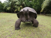 طویل عمریں رکھنے والے جانور، آخری والا آپ کو حیران کردے گا