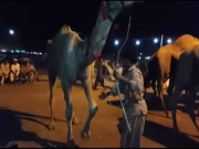 ملیے ’ہاتھ‘ ملانے والے اونٹ سے ویڈیو بلاگ