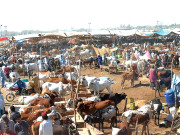 عیدالاضحی پر425 ارب روپے کے جانوروں کی خریداری