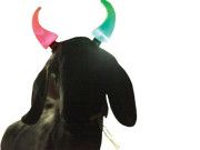 پختونخوا سے مرغی اورمویشیوں کی افغانستان برآمدپرپابندی 