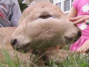 امریکا میں دومنہ والے عجیب الخلقت بچھڑے کی پیدائش