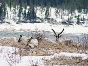 ’ٹنڈرا‘ چند حقائق