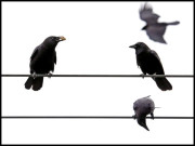 امریکا میں 2 کووں نے ایک لاکھ آبادی کی بجلی بند کردی