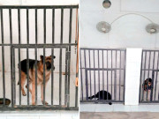 پولیس کا کے نائن یونٹ لاپرواہی کا نمونہ بن گیا