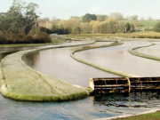 استعمال شدہ پانی میں کائی یا الجائی اگائیے اور بایوفیول تیار کرکے ایندھن کا مسئلہ حل کیجیے