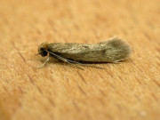 کیڑوں سے عالمی معیشت کو سالانہ77 ارب ڈالر کانقصان