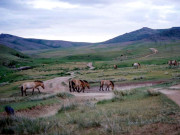 چین میں 6 ہزار مربع کلومیٹر صحرا سرسبز و شاداب سیاحتی مرکز میں تبدیل