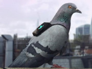 بھارت سرجیکل اسٹرائیک ثابت نہ کر سکا کبوتر پکڑنا شروع کر دیے