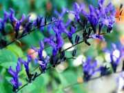 ملتان برصغیر میں نیل کی کاشت اور تجارت کا قدیم ترین مرکز