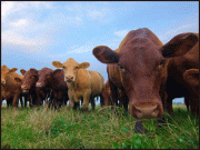 مویشیوں سے میتھین کا اخراج کم کرنے کا آسان نسخہ دریافت